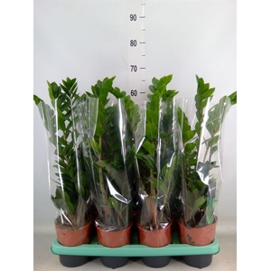 Zamioculcas zamiifolia