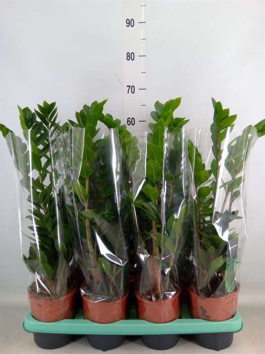 <h4>Zamioculcas zamiifolia</h4>