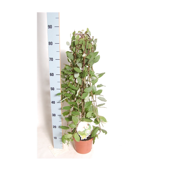 <h4>Salix capr. Kilmarnock 60 cm stam C3</h4>