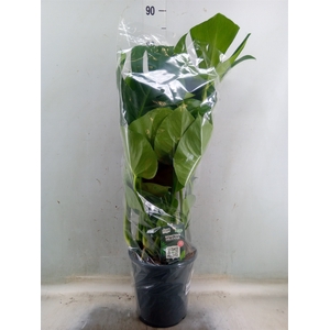 Monstera delic.
