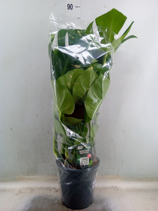 <h4>Monstera delic.</h4>