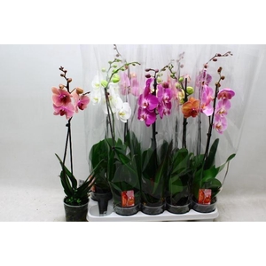 PHAL GEM