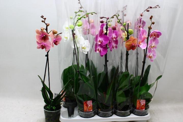 <h4>PHAL GEM</h4>