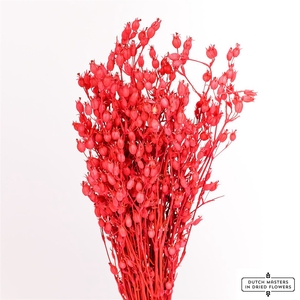 Dried Silene Cerise Bunch Slv