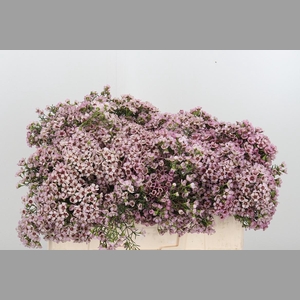 Chame Un Jupiter Sol