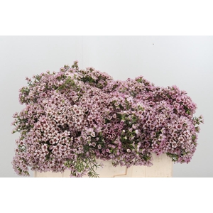 Chame Un Jupiter Sol