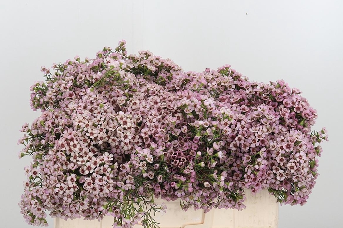 <h4>Chame Un Jupiter Sol</h4>