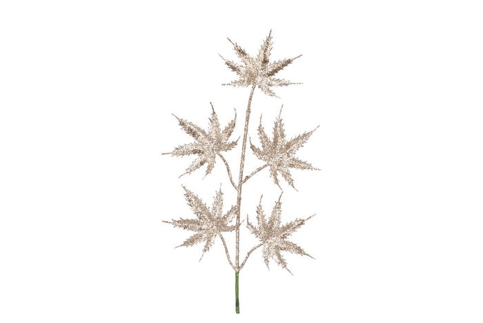 <h4>Pick Shine Maple Cozy Champagne 44cm Per 12</h4>