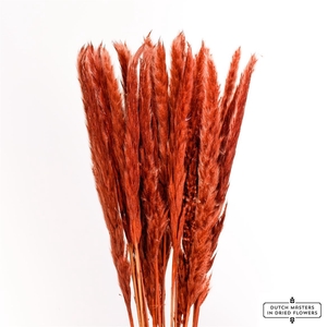 Dried Fluffy Pampas Brown Bunch Slv