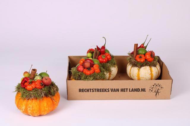 <h4>CUCURBITA</h4>