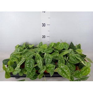 Scindapsus pictus 'Argyraeus'