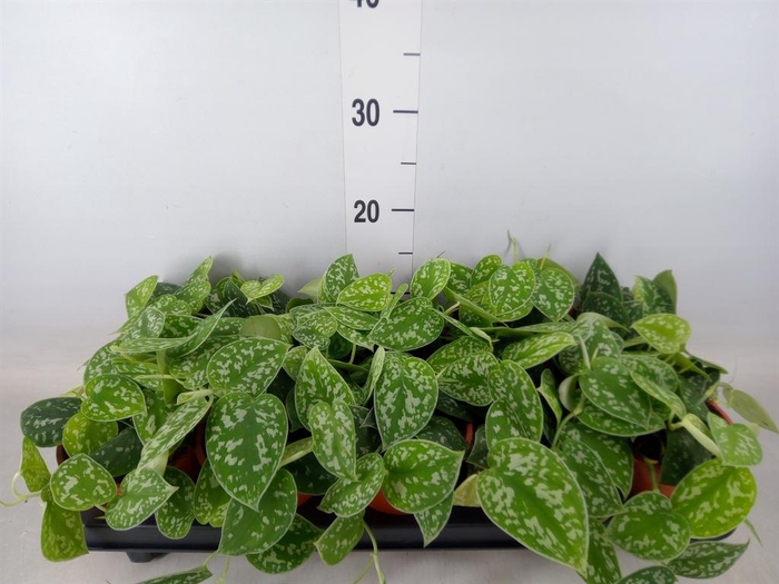 <h4>Scindapsus pictus 'Argyraeus'</h4>