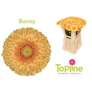 Ge Mb Pomponi Bunny 08 CM,(NL),(20)