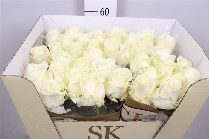 <h4>R Gr Avalanche+</h4>