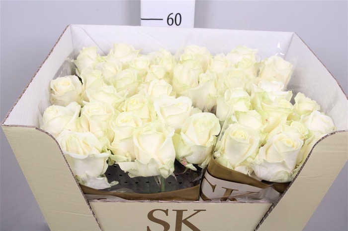 <h4>R Gr Avalanche+</h4>