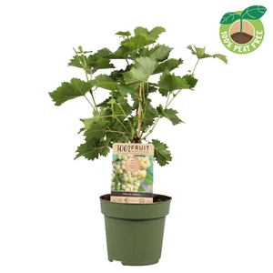 Vitis Vinifera Solaris Stam