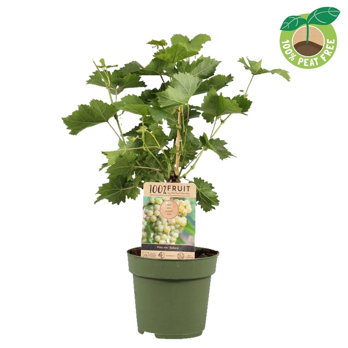 <h4>Vitis Vinifera Solaris Stam</h4>