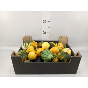 Cucurbita pepo 'Maya Mix'  .../stuk