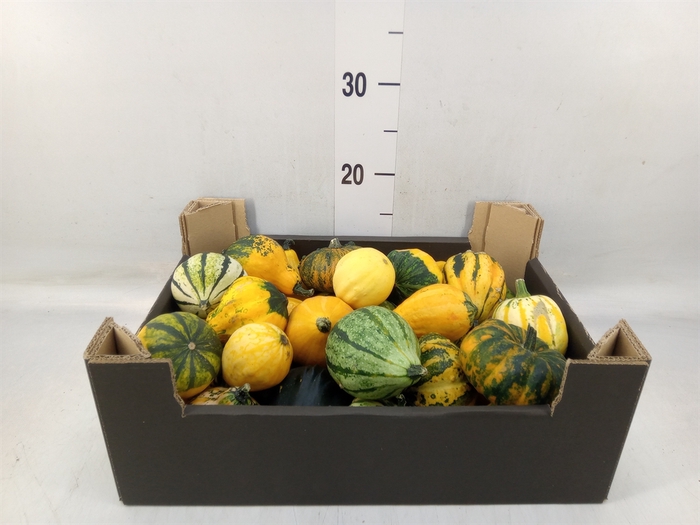 <h4>Cucurbita pepo 'Maya Mix'  .../stuk</h4>