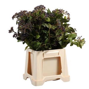 Viburnum Bes