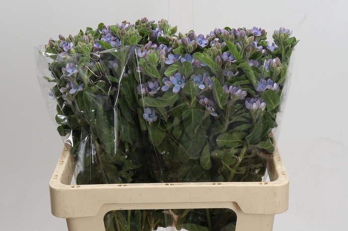 Oxypetalum Tweedia Blue