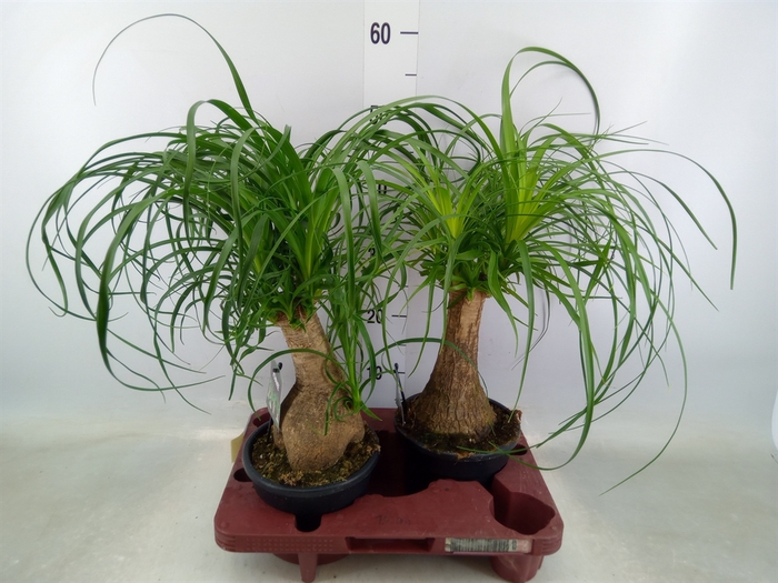 <h4>Beaucarnea recurvata</h4>