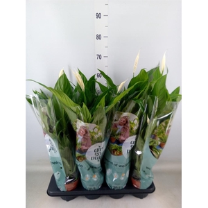 Spathiphyllum  'Sweet Chico'