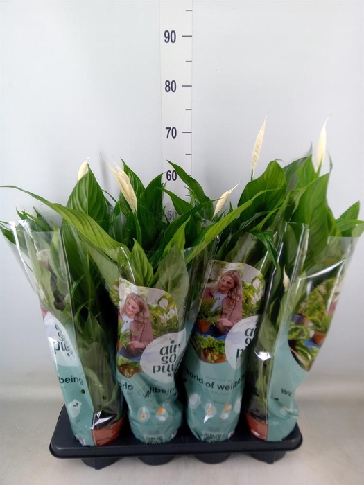 <h4>Spathiphyllum  'Sweet Chico'</h4>