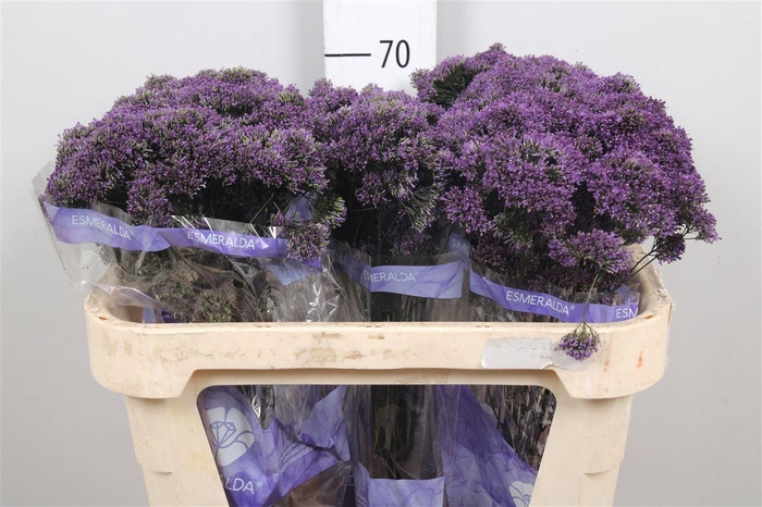 <h4>Trach Lake Michigan Purple</h4>