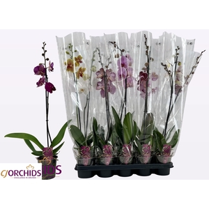 PHAL GEM