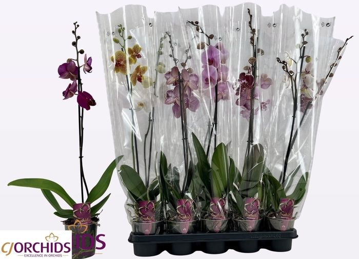 PHAL GEM
