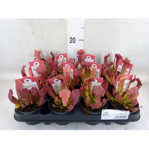 Sarracenia   ...