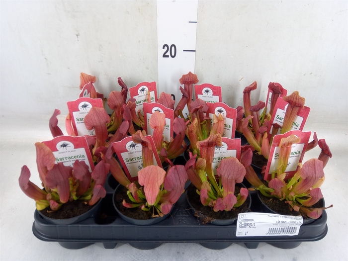 <h4>Sarracenia   ...</h4>
