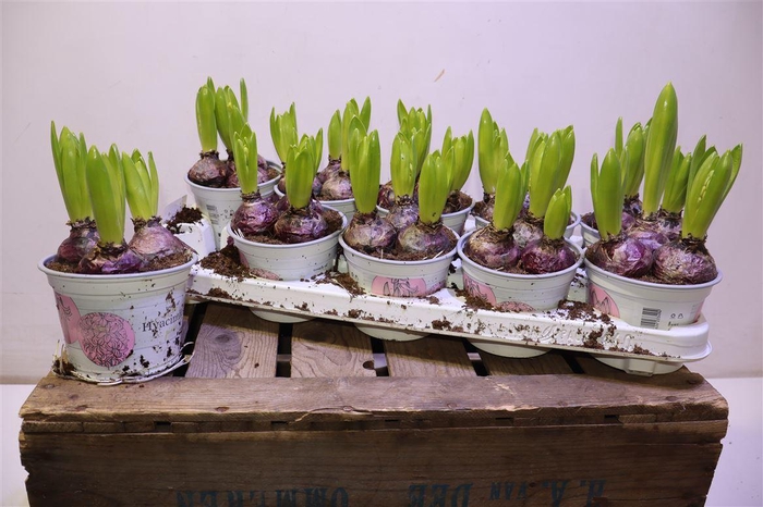 <h4>Hyacin Pink Pearl</h4>