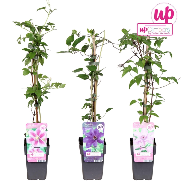 <h4>Clematis</h4>