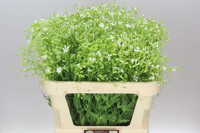 <h4>Saponaria White</h4>