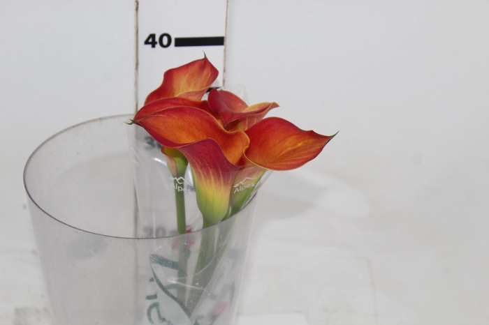 <h4>CALLA TRINITY</h4>