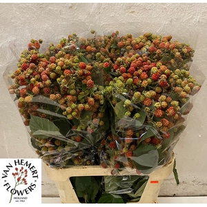 RUBUS FR CHESTER