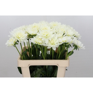 Dahlia Karma M. Zwaan