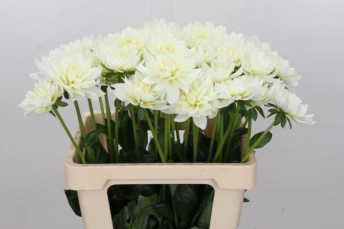 <h4>Dahlia Karma M. Zwaan</h4>