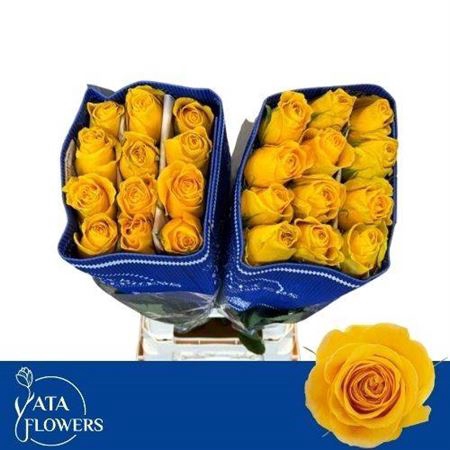 <h4>Rosa a grande fleur Brighton</h4>