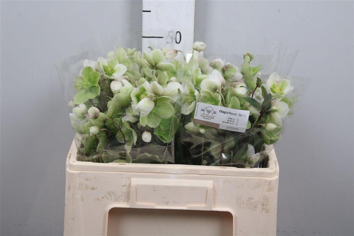 <h4>Hell Magnific Bells</h4>