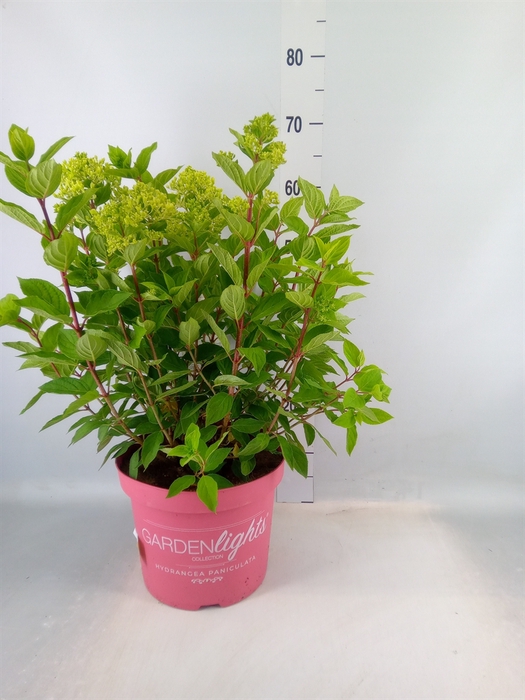 <h4>Hydrangea pan.</h4>