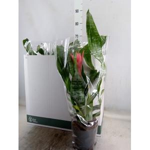 Aechmea fasciata 'Primera'