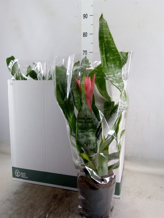<h4>Aechmea fasciata 'Primera'</h4>