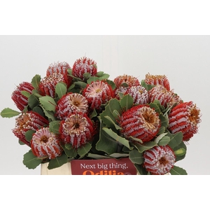 Banksia Coccinea