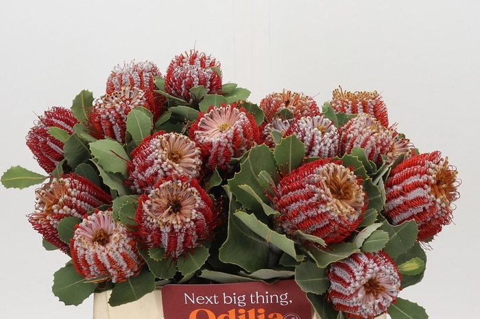 <h4>Banksia Coccinea</h4>