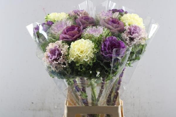 <h4>Brass Gem In Bos</h4>