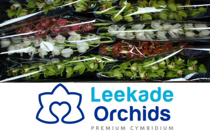 <h4>CYMB MI GEM</h4>