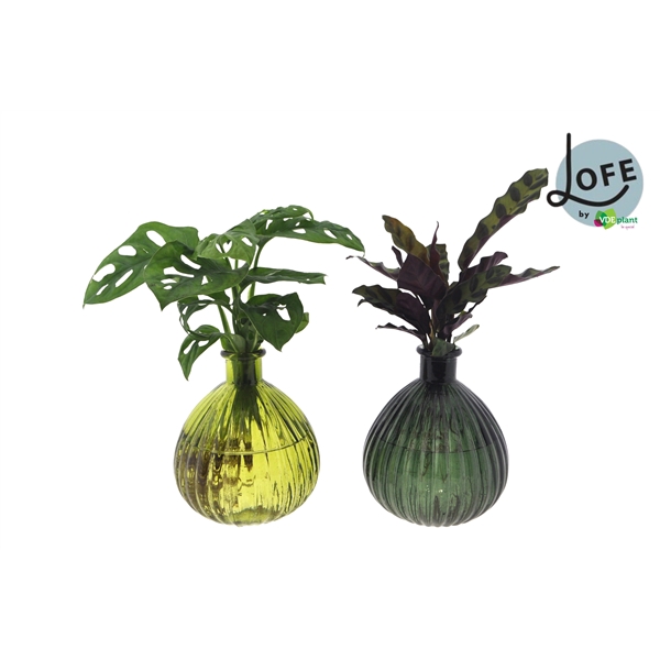 <h4>LOFE | Intenz mix in Jive glas XL- levertijd: 24 uur</h4>